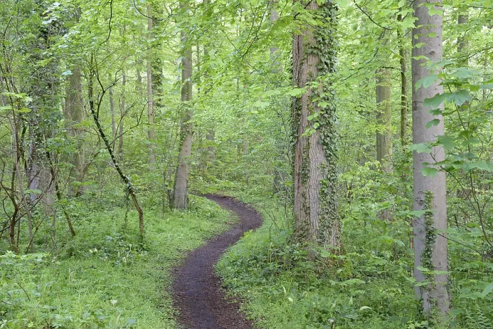 Framed Print : Hiking trail leads through a dense deciduous forest in spring