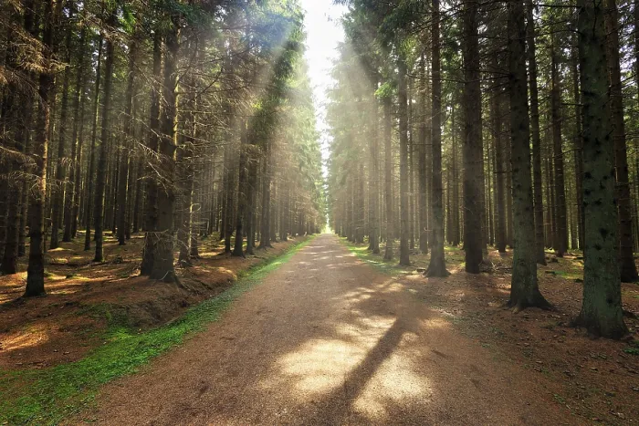Framed Print : Hiking trail leads straight through coniferous forest