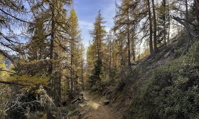 Framed Print : Hiking trail, light larch forest in autumn