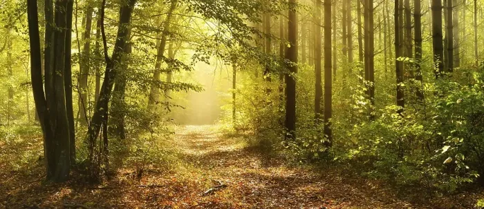 Framed Print : Hiking trail through mixed forest in autumn