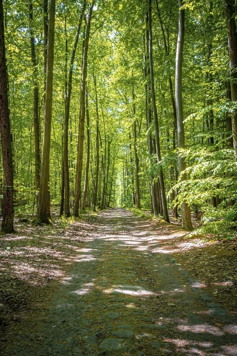 Framed Print : Hiking trail through a mixed forest in summer sunshine
