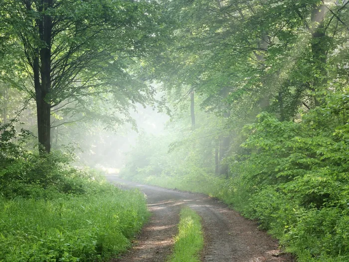 Framed Print : Hiking trail through natural deciduous forest in spring