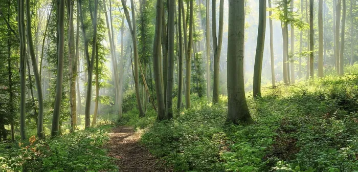 Framed Print : Hiking trail through natural green beech forest in the morning light