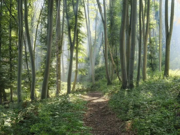 Framed Print : Hiking trail through natural green beech forest in the morning light Framed Print : Hiking trail through natural green beech forest in the morning light