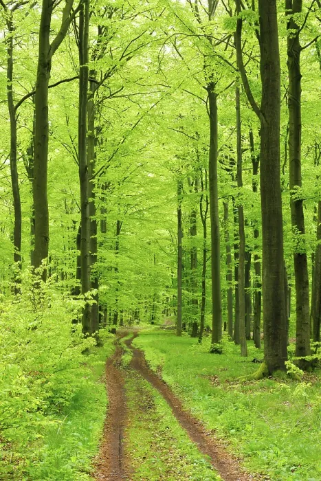 Framed Print : Hiking trail through near-natural beech forest in spring Framed Print : Hiking trail through near-natural beech forest in spring