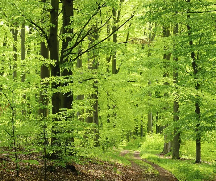 Framed Print : Hiking trail through near-natural sunny beech forest in spring