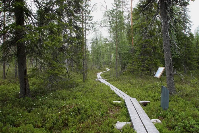 Framed Print : Hiking trail in Oulanka National Park