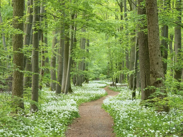 Framed Print : Hiking trail through the ramson (Allium ursinum) in the beech forest