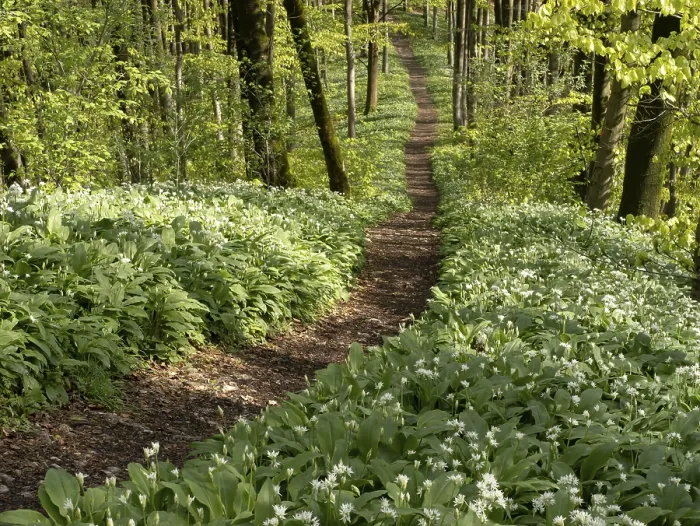 Framed Print : Hiking trail through the ramson (Allium ursinum) in spring through the beech forest