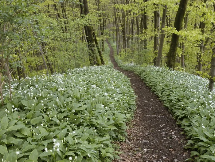 Framed Print : Hiking trail through the ramson (Allium ursinum) in spring through the beech forest Framed Print : Hiking trail through the ramson (Allium ursinum) in spring through the beech forest