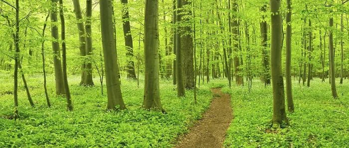 Framed Print : Hiking trail through semi-natural beech forest in spring