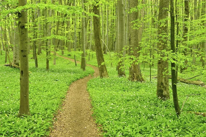 Framed Print : Hiking trail through semi-natural beech forest in spring