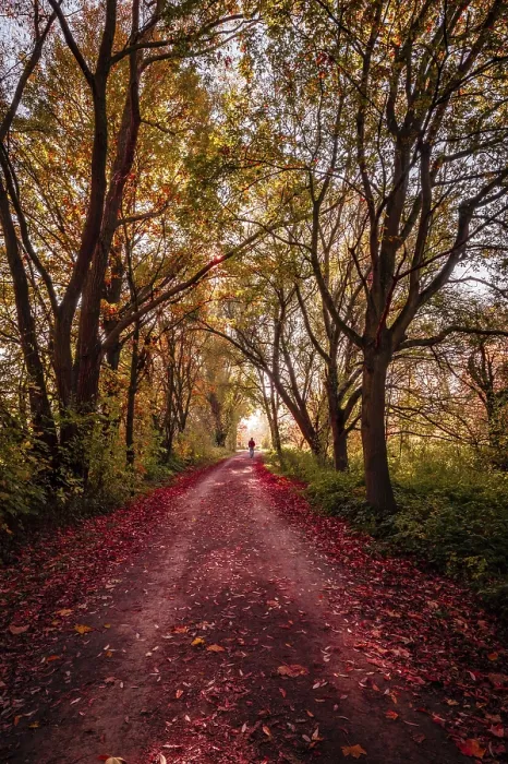 Framed Print : Hiking trail through a small forest with red leaves on the forest path in autumn