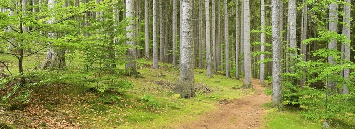 Framed Print : Hiking trail through spruce forest