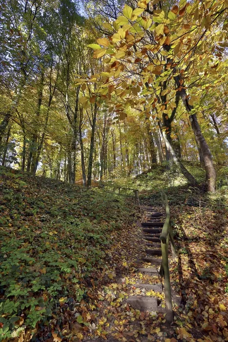 Framed Print : Hiking trail with steps and railings leads uphill through an autumnal beech forest