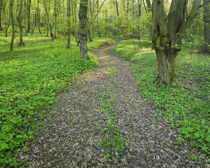 Framed Print : Hiking trail through sunny deciduous forest in spring Framed Print : Hiking trail through sunny deciduous forest in spring