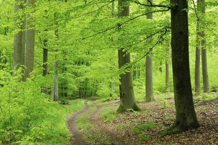 Framed Print : Hiking trail winds through natural beech forest in spring Framed Print : Hiking trail winds through natural beech forest in spring
