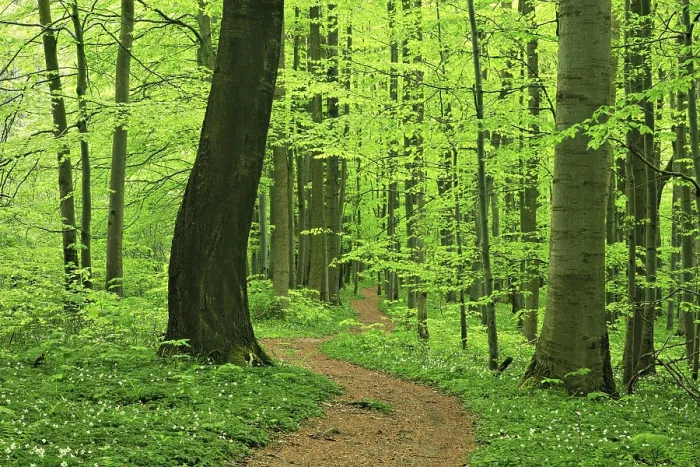 Framed Print : Hiking trail winds through near-natural beech forest in spring