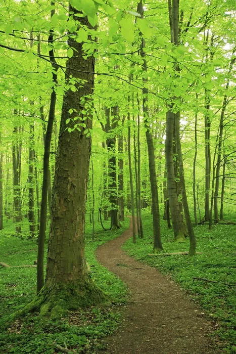 Framed Print : Hiking trail winds through near-natural beech forest in spring Framed Print : Hiking trail winds through near-natural beech forest in spring