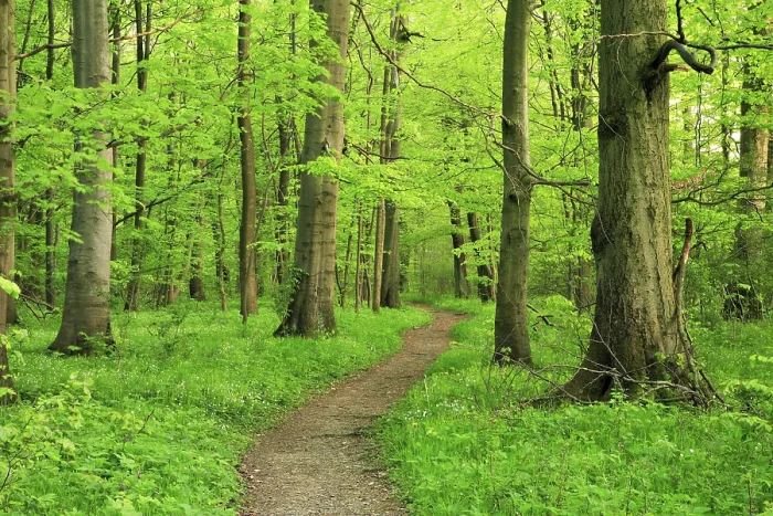 Framed Print : Hiking trail winds through semi-natural beech forest in spring