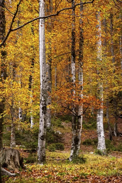 Framed Print : Hiking through the Vrata valley in autumn