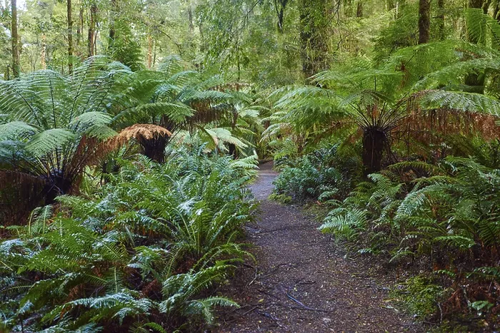 Framed Print : Hiking way through the forest with tree ferns (Cyatheales)