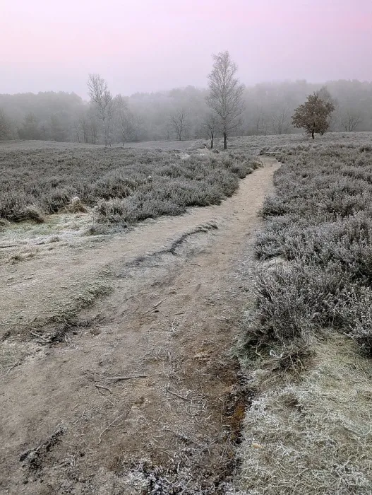 Framed Print : Hiking in winter with frost in the Fischbeker Heide in Hamburg