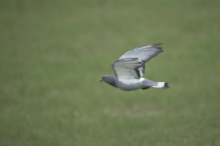 Framed Print : Hill Pigeon (Columba rupestris) flying Framed Print : Hill Pigeon (Columba rupestris) flying