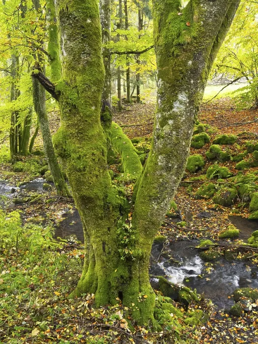 Framed Print : Hill Stream, the Schwartzbach, moss covered boulders and trees Framed Print : Hill Stream, the Schwartzbach, moss covered boulders and trees