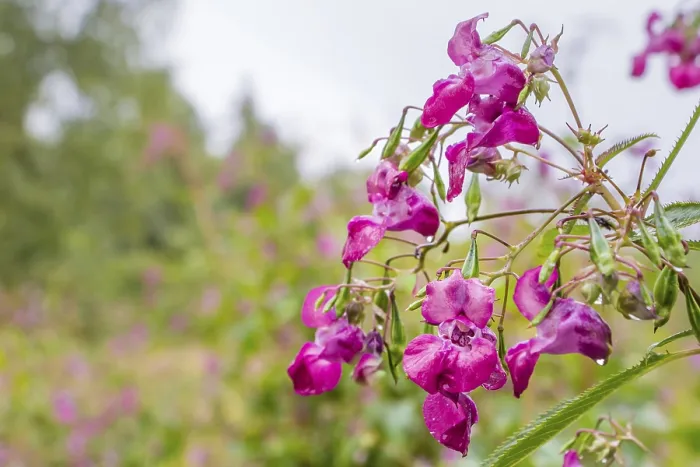 Framed Print : Himalayan Balsam or policeman's helmet in full pink bloom Himalayan Balsam or policeman's helmet in full pink