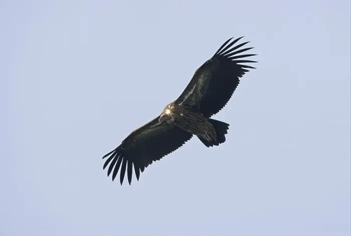 Framed Print : Himalayan Griffon (Gyps himalayensis)