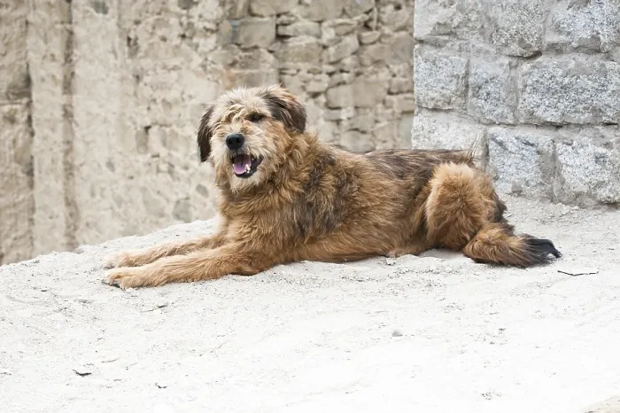 Framed Print : Himalayan herding dog relaxing at Leh city street