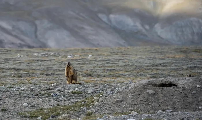 Framed Print : Himalayan marmot (Marmota himalayana)