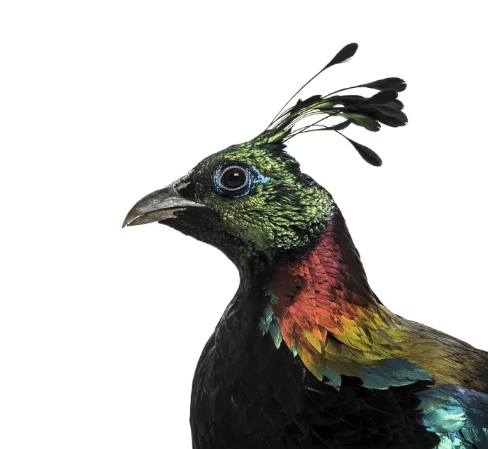 Framed Print : Himalayan monal, Lophophorus impejanus