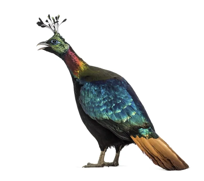 Framed Print : Himalayan monal, Lophophorus impejanus