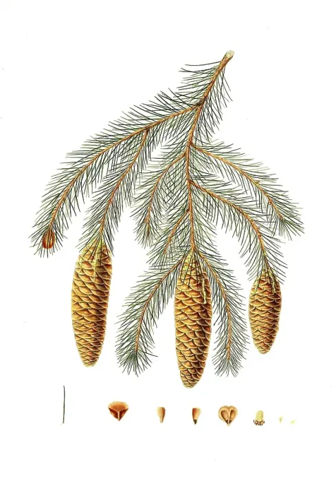 Framed Print : Himalayan spruce, Picea smithiana, Himalayan spruce fir, tree, digitally enhanced reproduction of an original by Aylmer Bourke Lambert (1761 - 1842), English botanist, published around 1810 Framed Print : Himalayan spruce, Picea smithiana, Himalayan spruce fir, tree, digitally enhanced reproduction of an original by Aylmer Bourke Lambert (1761 - 1842), English botanist, published around 1810