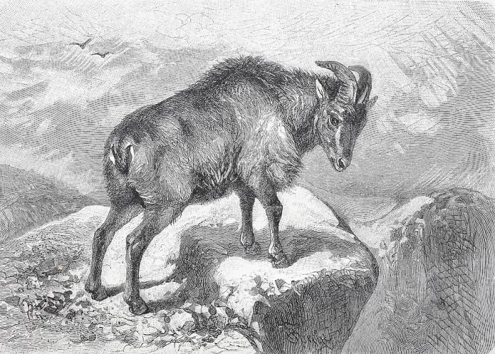 Framed Print : Himalayan tahr (Hemitragus jemlahicus) Framed Print : Himalayan tahr (Hemitragus jemlahicus)