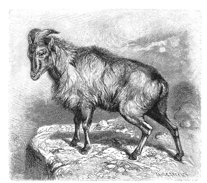 Framed Print : Himalayan tahr (Hemitragus jemlahicus)