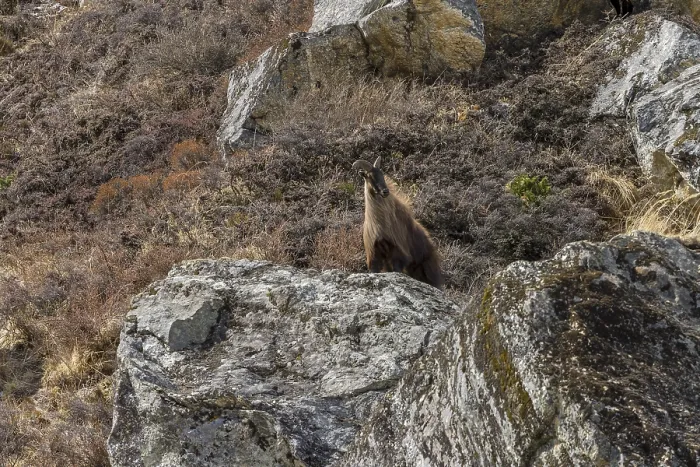 Framed Print : Himalayan tahr (Hemitragus jemlahicus)