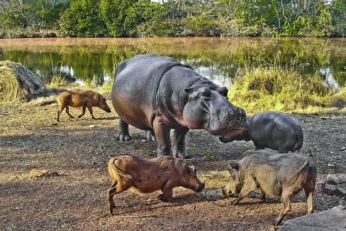 Framed Print : Hippo feeding with warthogs, Hippo Lodge at Mlilwane Wildlife Sanctuary