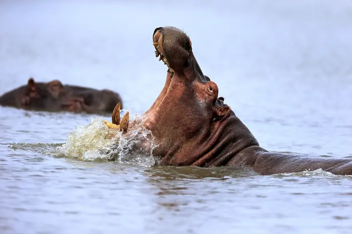 Framed Print : Hippo (Hippopatamus amphibius)
