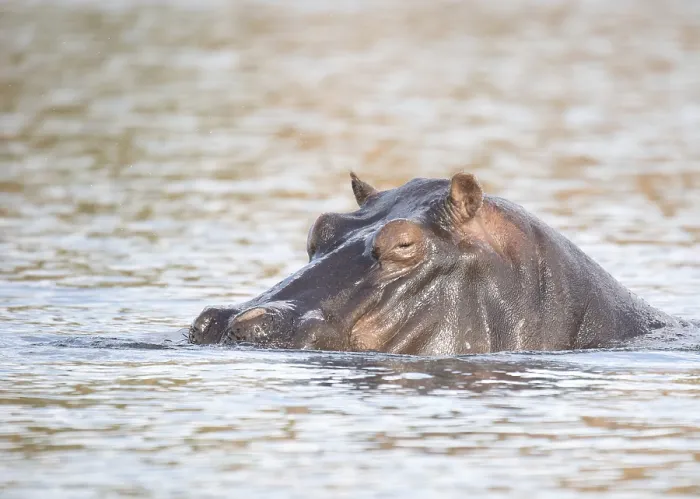 Framed Print : Hippo (hippopotamus)