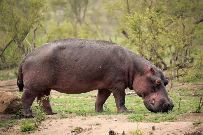 Framed Print : Hippo (Hippopotamus amphibius) Framed Print : Hippo (Hippopotamus amphibius)