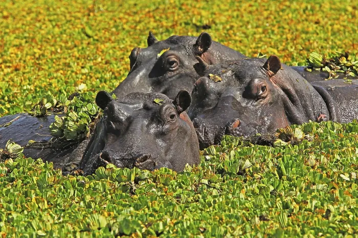 Framed Print : Hippo (Hippopotamus amphibius) Framed Print : Hippo (Hippopotamus amphibius)