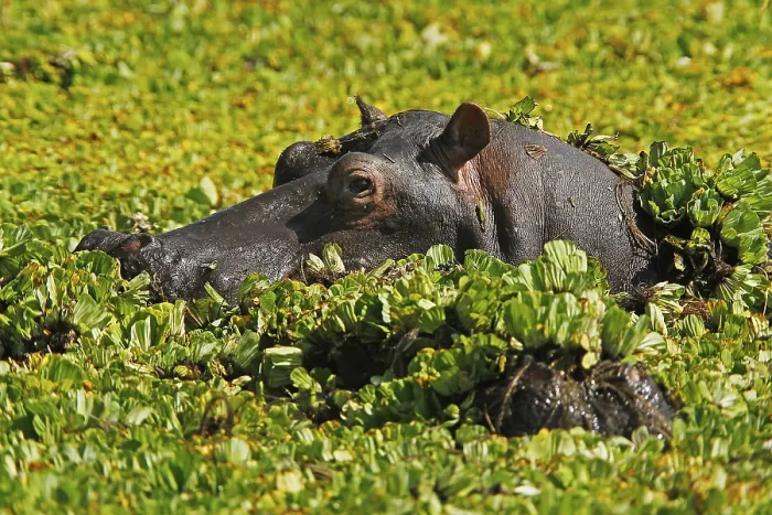 Framed Print : Hippo (Hippopotamus amphibius) Framed Print : Hippo (Hippopotamus amphibius)