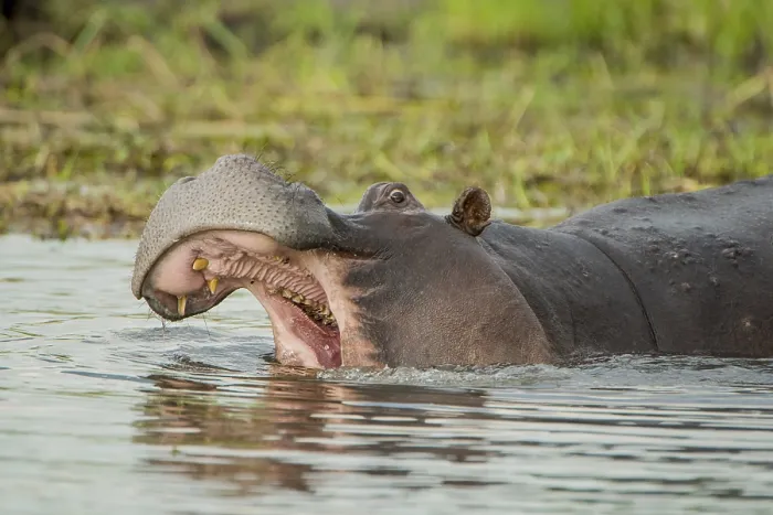 Framed Print : Hippo (Hippopotamus amphibius) with open mouth in water Framed Print : Hippo (Hippopotamus amphibius) with open mouth in water