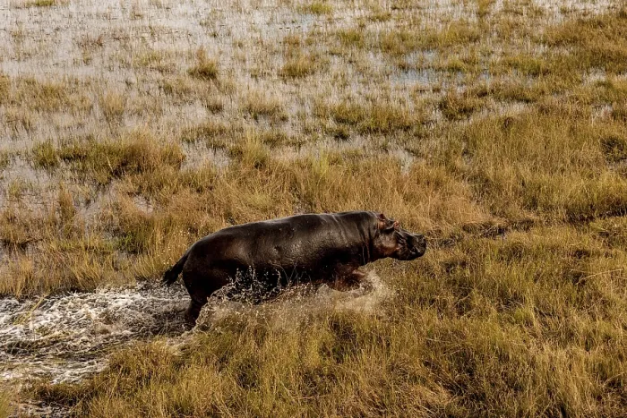 Framed Print : Hippo (Hippopotamus amphibius) in the swamp area