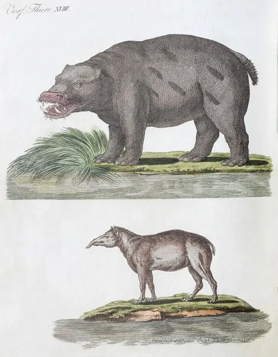 Framed Print : Hippo (Hippopotamus amphibius) and Tapir (Tapirus) Framed Print : Hippo (Hippopotamus amphibius) and Tapir (Tapirus)