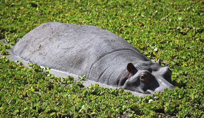 Framed Print : Hippo at South Luangwa National Park Framed Print : Hippo at South Luangwa National Park