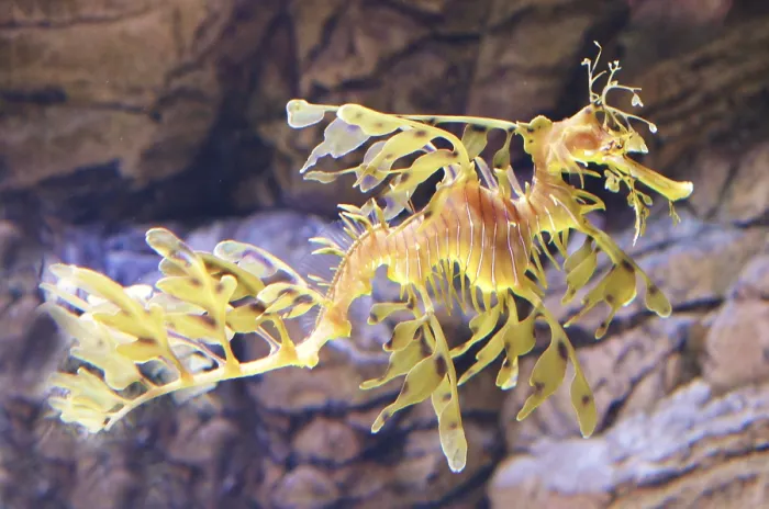 Framed Print : Hippocampus like a sea plant named sea dragon Framed Print : Hippocampus like a sea plant named sea dragon